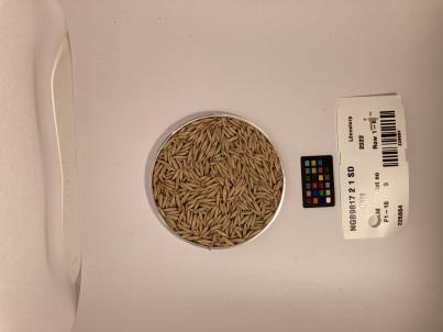 Click for 1 image(s) for this accession. SEED